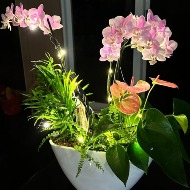 String lights