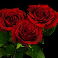 3 Red Roses