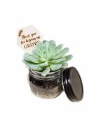 Small Succulent in Jar