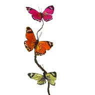 Beautiful Butterfly