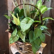 Planters