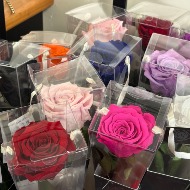 Long lasting single preserved rose
