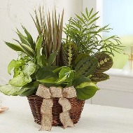 Planter Garden in Basket