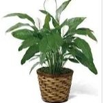 Peace Lily Plant