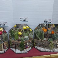 Cactus Terrarium