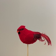 NFS-Cardinal
