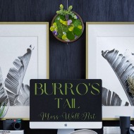 Burro's Tail Moss Wall Art