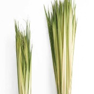 FERESH PALM
