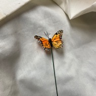 Add butterfly