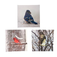 Bird Prints by Cameron Reardon
