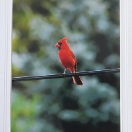 Wildlife Greeting Card