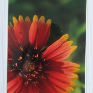 Florals Large Greeting Card