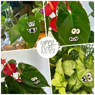 Funny Face Magnets