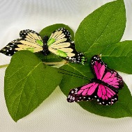 Butterflies