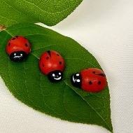 Lady Bugs