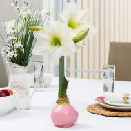 Waxed Amaryllis