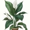 Peace Lily