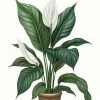 Peace Lily