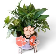 Clemson spirit stakes