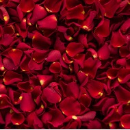 Rose Petals