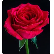 Add A Red Rose