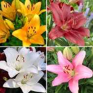 Make it Lily Special