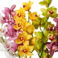 Add Cymbidium Blooms!