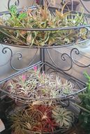 Airplants