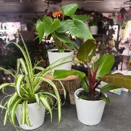 Plant Designer Choice (Call for Options)