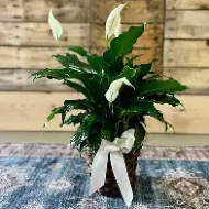 6" Peace Lilly