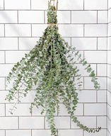 Eucalyptus Shower Steamer