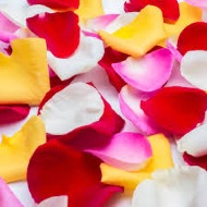 Rose petals