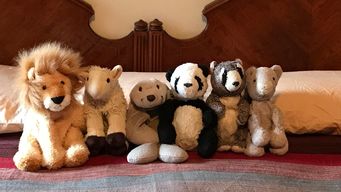 Stuffed Animal