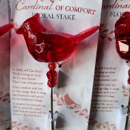 Cardinal Of Comfort