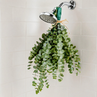 EUCALYPTUS SHOWER STEAMER