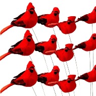 Red Cardinal