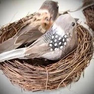 Bird in a nest