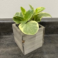 4" Green Plant in Container