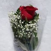Single Wrap Rose