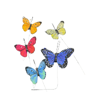 Colorful Butterfly