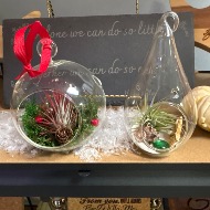 Air plant glass globes