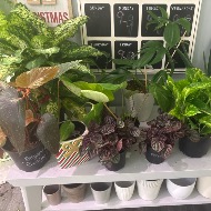 Green plants