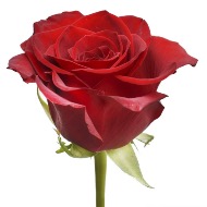 Long Stem Rose