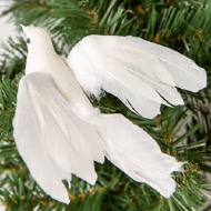 White Flocked Dove