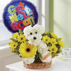  Sick As A Dog STANDARD NO BALLOON