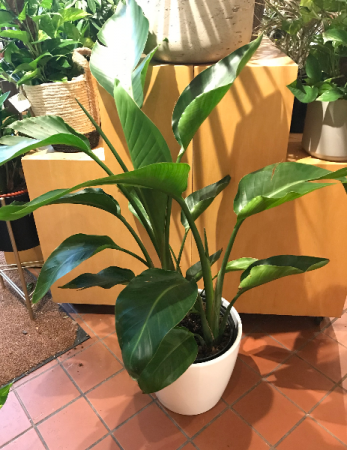 14" Bird of Paradise  14" Bird of Paradise