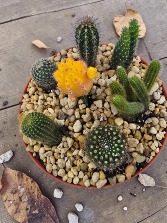10" Cactus Garden 
