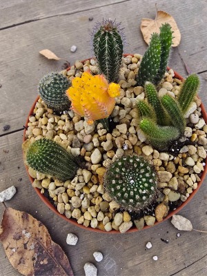10" Cactus Garden 
