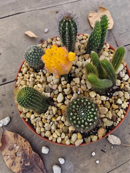 10" Cactus Garden 