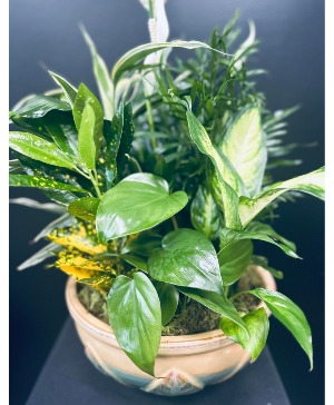 10" Dish Garden 